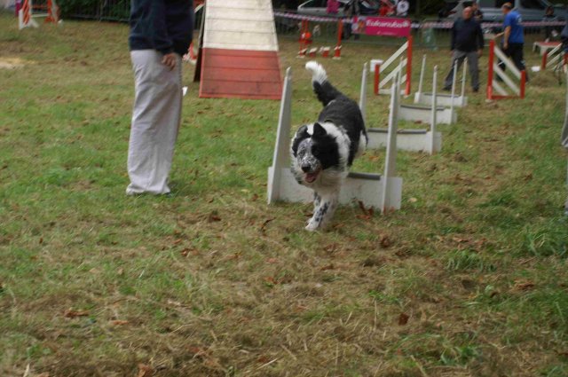 foire-haricots 2011-09-17et18